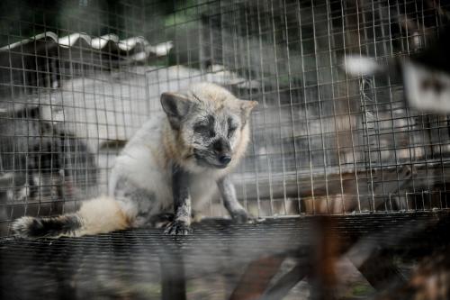 zorro jaula zorro jaula