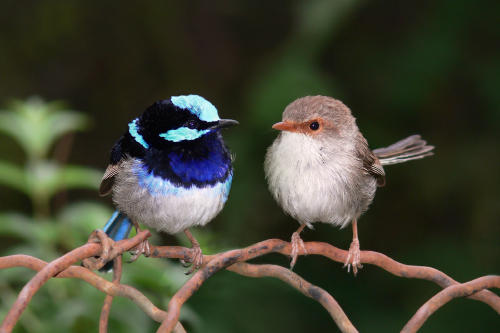 Superb_fairy_wrens_mark_2 Superb_fairy_wrens_mark_2
