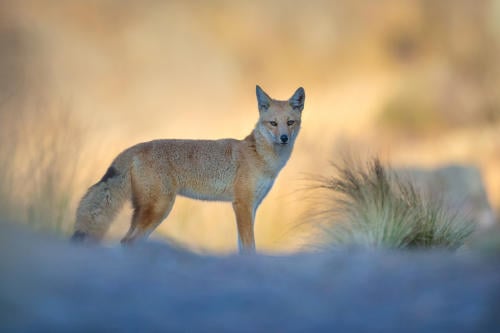 Argentina salvaje film Argentina salvaje film