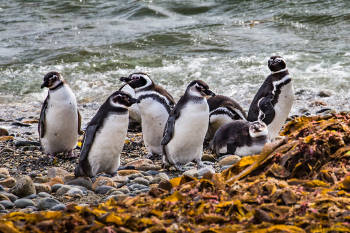 pinguinos magallanes patagonicos