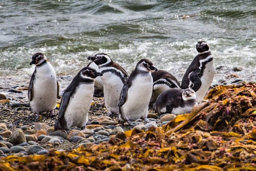 Descubrieron una nueva colonia de pingüinos en Argentina