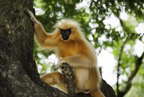 langur dorado3