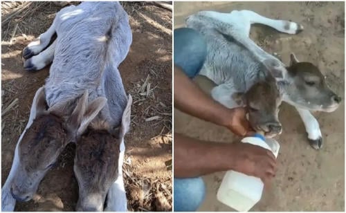 becerro dos cabezas becerro dos cabezas