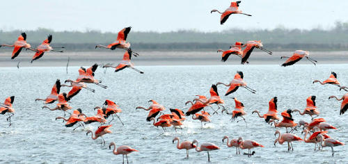 Flamencos volando en Lago Mar Chiquita