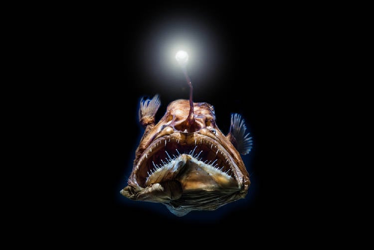 oscuridad oceano pez