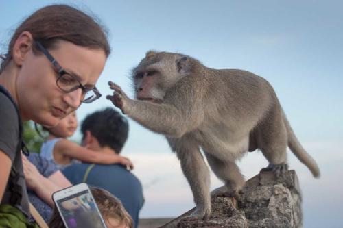MONO TAILANDIA MONO TAILANDIA
