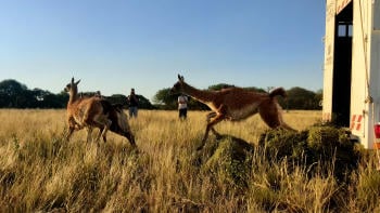 Primera Translocación de Guanacos La Pampa Argentina 02 © Emanuel Galetto   Rewilding Argentina (2)