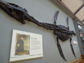 Fosil plesiosaurio