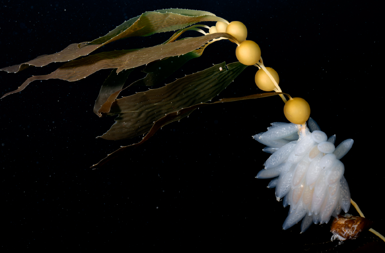 Huevos de calamar en las algas patagónicas Foto de Cristian Lagger_Fundación Por el Mar