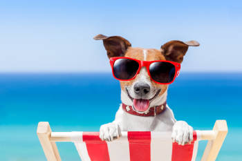 perro playa verano