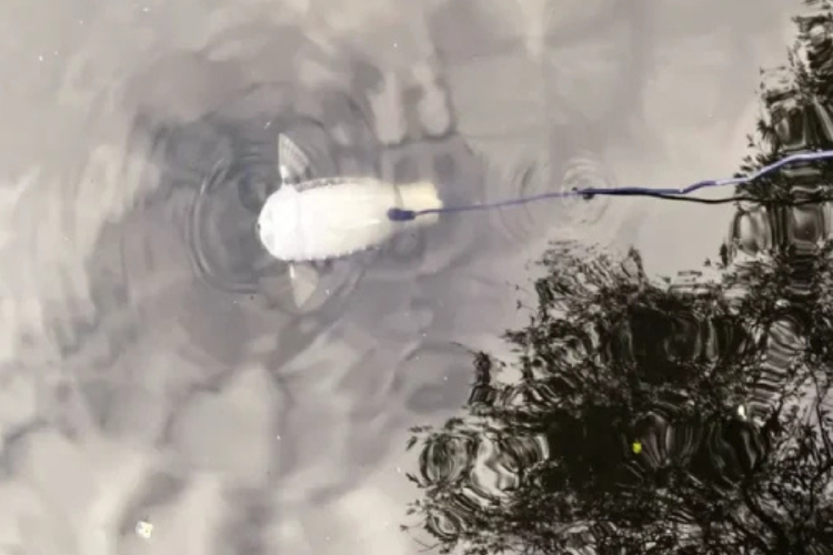 pez robot El Robot Gillbert «succionando» microplásticos en una masa de agua. FOTO: Universidad de Surrey (Imagen: ambienteplastico.com)