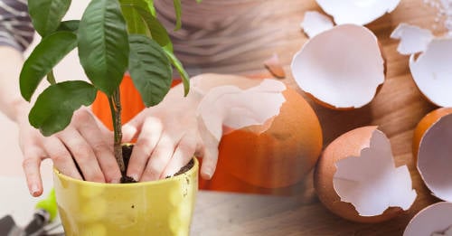 revivir tus plantas con cascaras de huevos