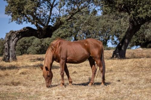 caballos Imagen: estellez – Depositphotos