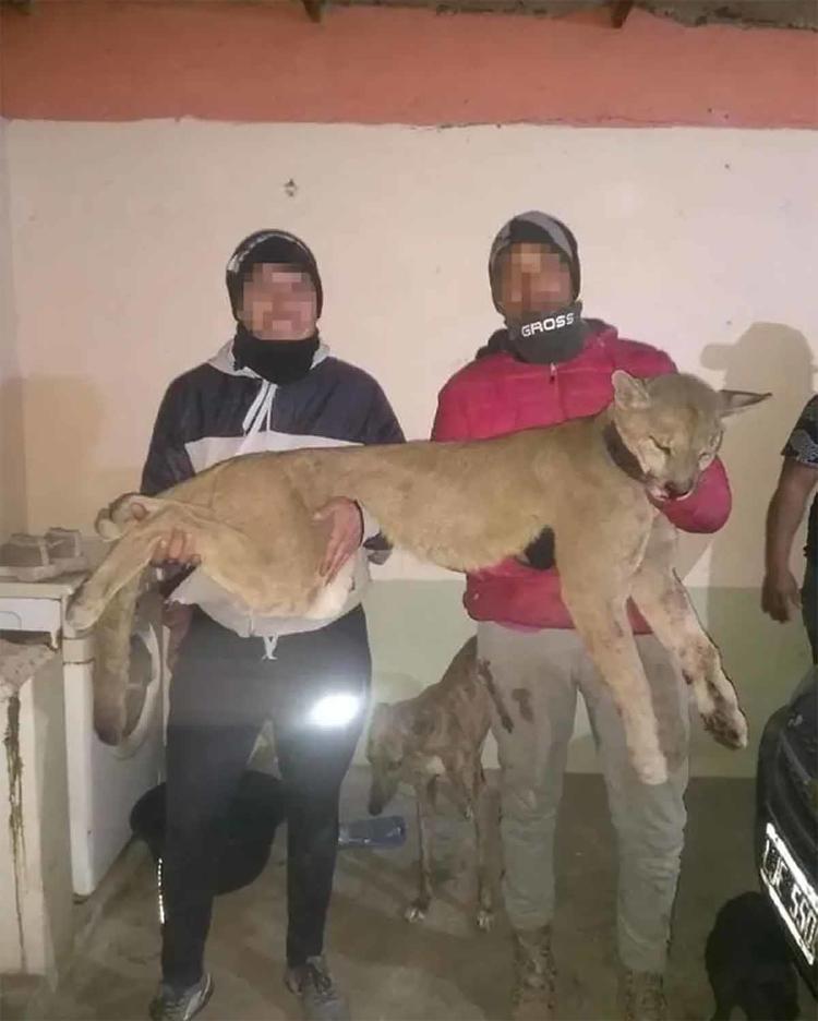puma muerto2 puma muerto2