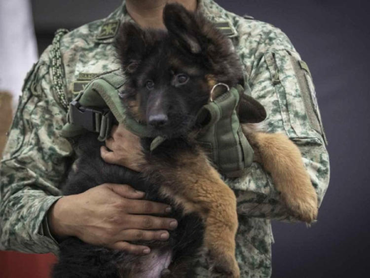 perro rescatista2 perro rescatista2