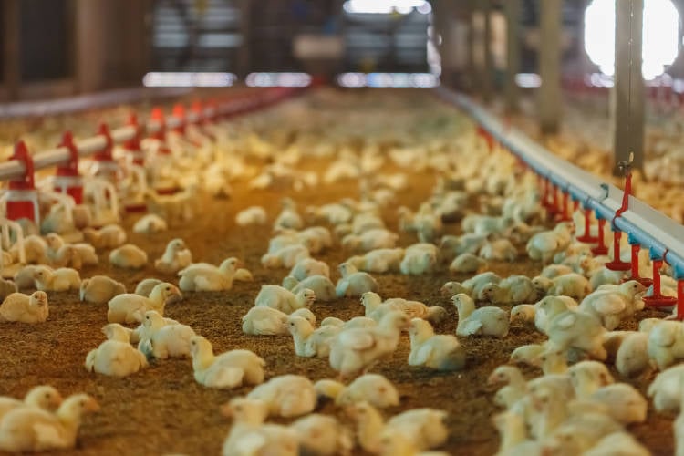 shutterstock_693777265 shutterstock_693777265