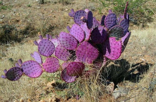 Capturan curiosas fotografías de los nopales morados de México