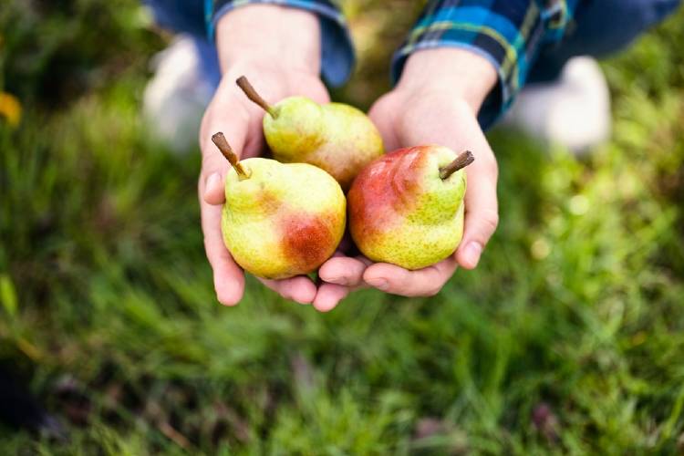 Pera: una de las frutas con más pesticidas