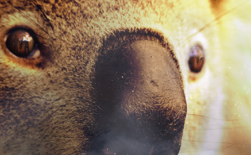 Los koalas, sin tregua: una especie amenazada por los incendios forestales