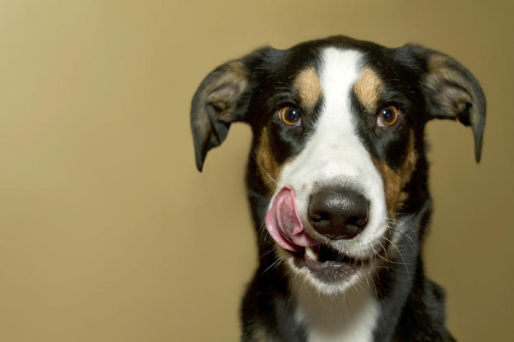 perro lengua