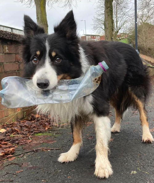 basura perrito2 basura perrito2