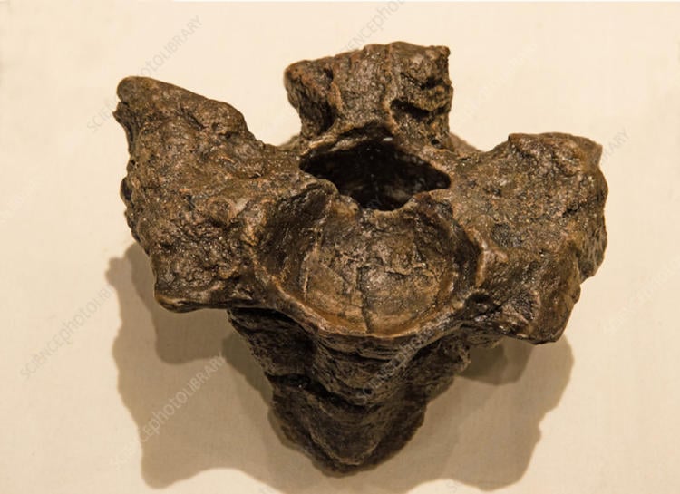 TITANOBOA_vertebra