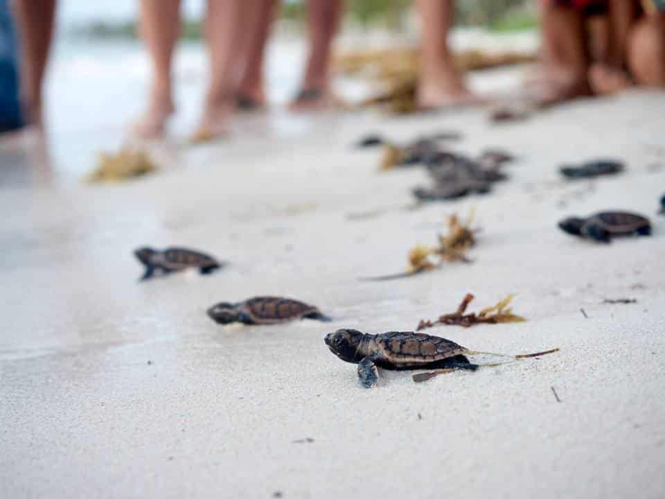 tortugas liberadas