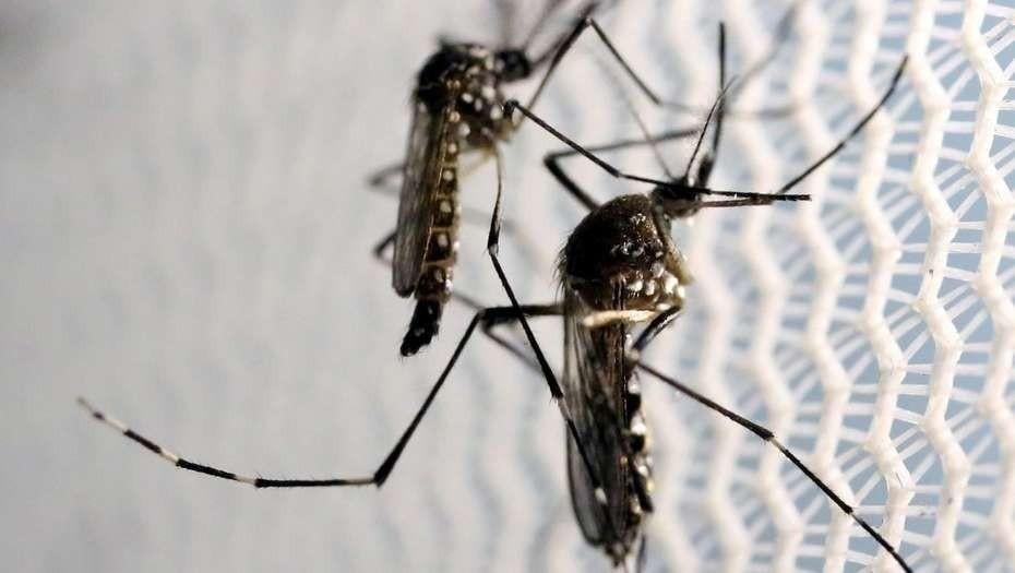 La saliva de mosquito es una mezcla muy compleja de más de 100 proteínas La saliva de mosquito es una mezcla muy compleja de más de 100 proteínas
