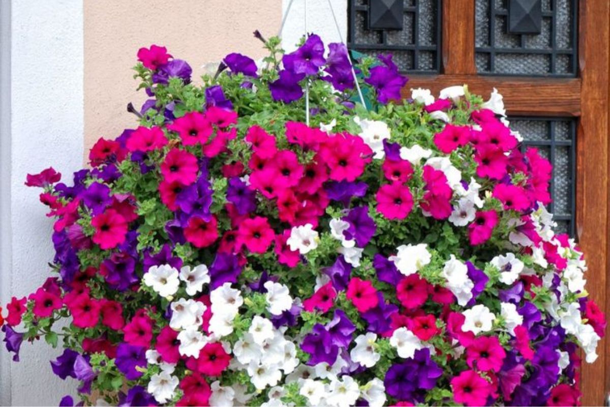 Las petunias: coloridas embajadoras de la primavera, resistentes y radiantes (Foto: Pinterest)