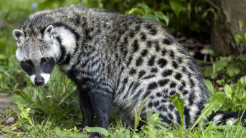 civeta Los científicos de la Universidad explican que las civetas son mamíferos carnívoros de la familia Viverridae. (Foto: Pinterest)