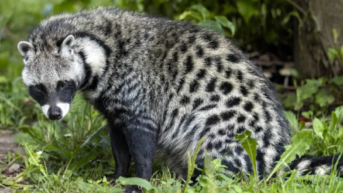civeta Los científicos de la Universidad explican que las civetas son mamíferos carnívoros de la familia Viverridae. (Foto: Pinterest)