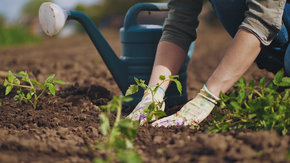 Agricultura de subsistencia