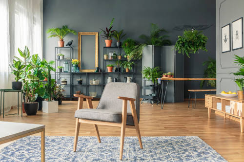 plantas en el hogar con una silla en primer plano