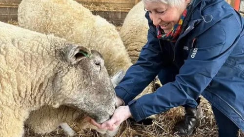 oveja fiona oveja fiona