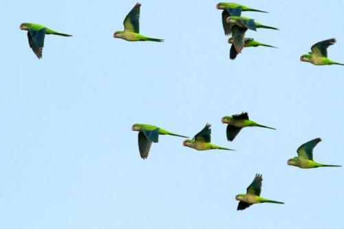cotorras cotorras