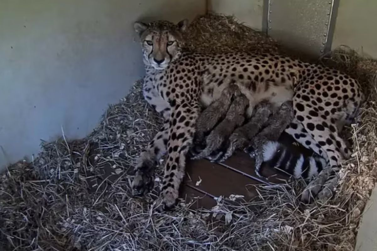 La llegada de nuevos guepardos en el Smithsonian refuerza la esperanza para la conservación de una de las especies más amenazadas del mundo (Smithsonian’s National Zoo and Conservation Biology Institute)/Infobae.com