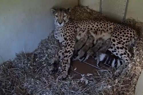 felinos La llegada de nuevos guepardos en el Smithsonian refuerza la esperanza para la conservación de una de las especies más amenazadas del mundo (Smithsonian’s National Zoo and Conservation Biology Institute)/Infobae.com