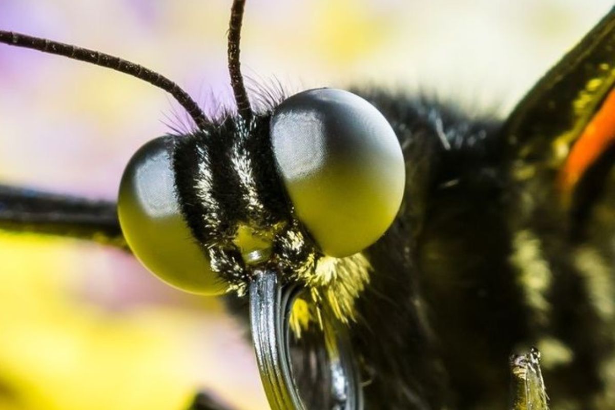 abispa Sirex noctilio representa una amenaza seria para los bosques de pinos, tanto desde el punto de vista ecológico como económico. (Pinterest)