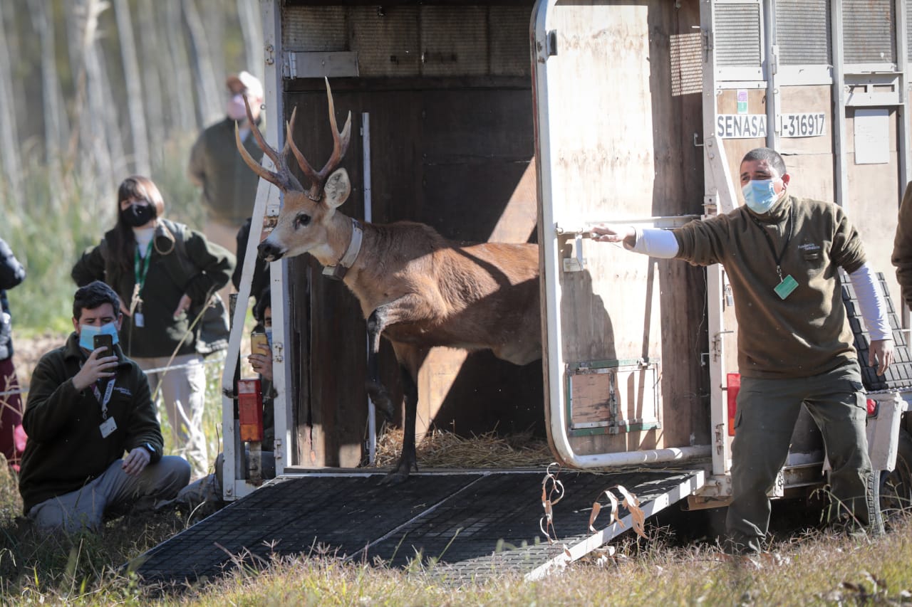 ciervo de los pantanos_reinserción ciervo de los pantanos_reinserción