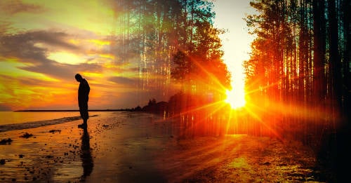 planto 5 millones arboles superar perdida planto 5 millones arboles superar perdida