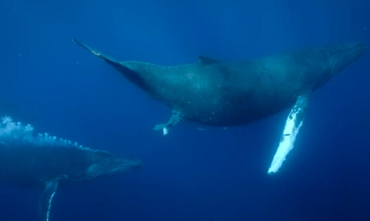 ballena jorobada2 ballena jorobada2