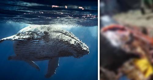 Encuentran 40 kg de bolsas plásticas en el estómago de una ballena