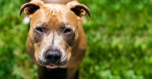 Imagen de un perro raza pitbull