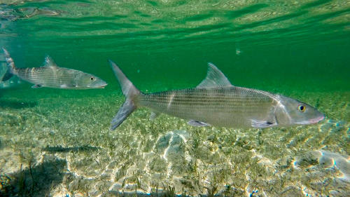 28 10 20 macabi 28 10 20 macabi