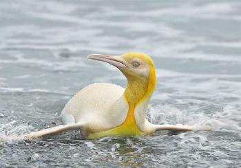pinguino amarillo instagram Yves Adams