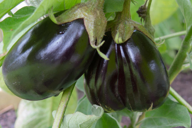 Berenjenas creciendo con fondo de hojas verdes Berenjenas creciendo con fondo de hojas verdes