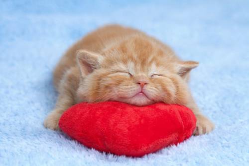 Qué significa soñar con gatitos