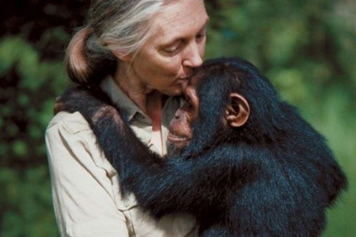 La etóloga inglesa dedicó más de seis décadas al estudio de los chimpancés en África y fundó el Instituto Jane Goodall, referente mundial en investigación y protección animal. (Foto: Pinterest)
