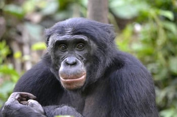 bonobo