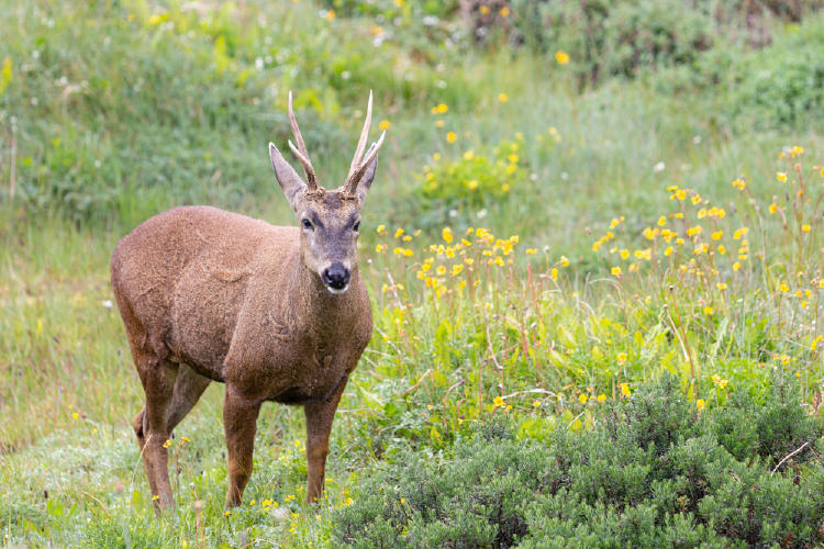 huemul